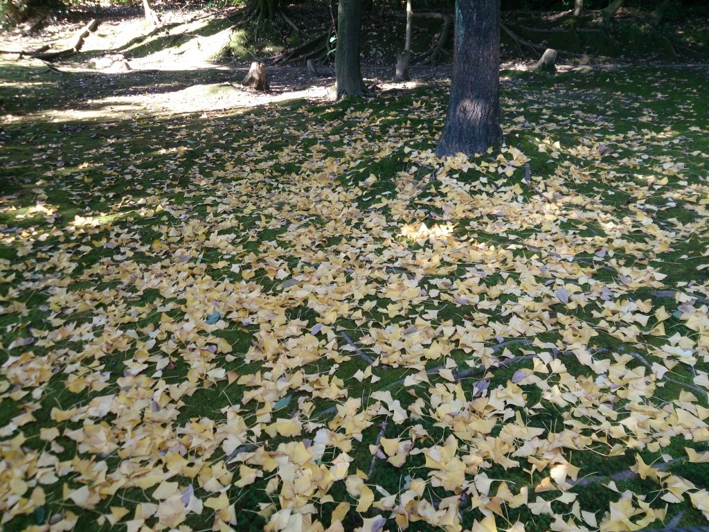 イチョウの葉