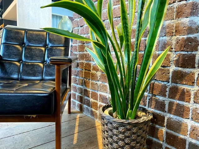 観葉植物　サンスベリア